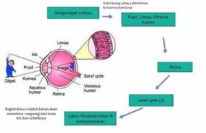 Mekanisme Lutein Melindungi Sel Retina