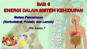Keseimbangan Karbohidrat Dan Protein