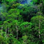 Manfaat Ekosistem Hutan Tropis