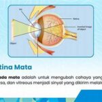 Pengaruh Vitamin A Pada Fungsi Retina