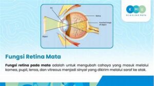 Pengaruh Vitamin A Pada Fungsi Retina