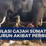 Gajah Sumatera Populasi Terus Menurun