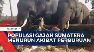 Gajah Sumatera Populasi Terus Menurun