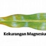 Kekurangan Magnesium Menyebabkan Osteoporosis