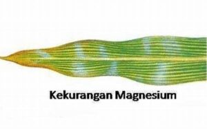 Kekurangan Magnesium Menyebabkan Osteoporosis