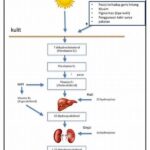 Mekanisme Pembentukan Vitamin D
