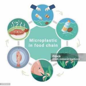 Bioakumulasi Mikroplastik Dalam Rantai Makanan