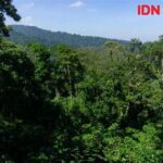 Konservasi Hutan Hujan Tropis