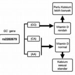 Peran Vitamin D Dalam Metabolisme Kalsium Tulang