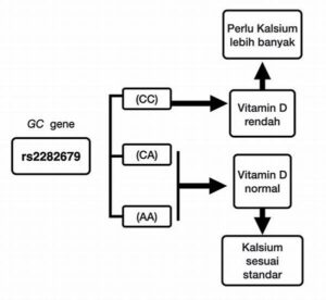 Peran Vitamin D Dalam Metabolisme Kalsium Tulang