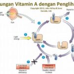 Konsumsi Vitamin A Dan Kualitas Penglihatan