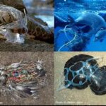 Kontaminasi Mikroplastik Pada Hewan Laut