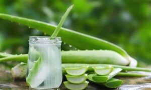 Masker Rambut Lidah Buaya Terbaik