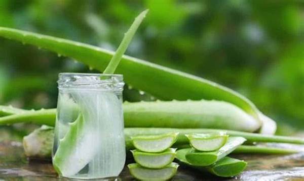 Masker Rambut Lidah Buaya Terbaik