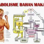 Metode Alami Percepat Metabolisme Tubuh