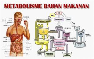 Metode Alami Percepat Metabolisme Tubuh