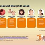 Peran Zat Besi Dalam Masa Pubertas
