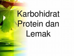Proporsi Ideal Karbohidrat Dan Protein