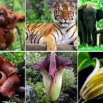 Spesies Endemik Pulau Sumatera