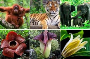 Spesies Endemik Pulau Sumatera