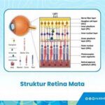 Pengaruh Lutein Terhadap Struktur Retina