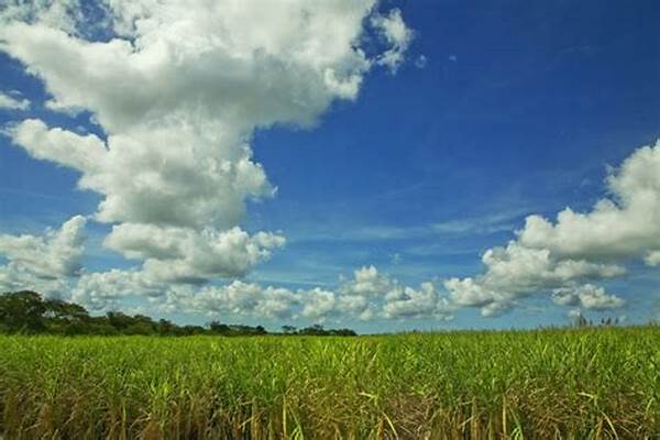 Peran Bioetanol Dalam Industri Transportasi