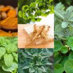 Manfaat Tanaman Herbal Untuk Insomnia
