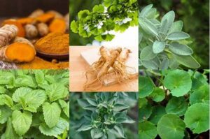 Manfaat Tanaman Herbal Untuk Insomnia