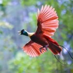 Pelestarian Fauna Unik Indonesia