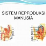Teknik Mencuci Organ Reproduksi