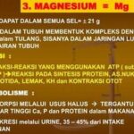 Pentingnya Magnesium Dalam Metabolisme Tulang