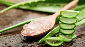 Kandungan Nutrisi Aloe Vera